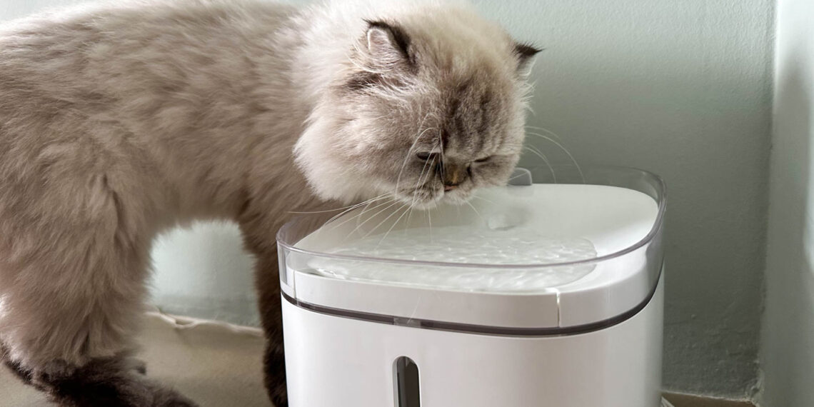 Fontaines à eau connectées pour chats et chiens, comparatif 2025 des meilleurs modèles