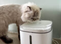 Fontaines à eau connectées pour chats et chiens, comparatif 2025 des meilleurs modèles