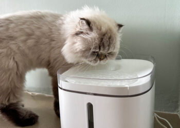 Fontaines à eau connectées pour chats et chiens, comparatif 2025 des meilleurs modèles