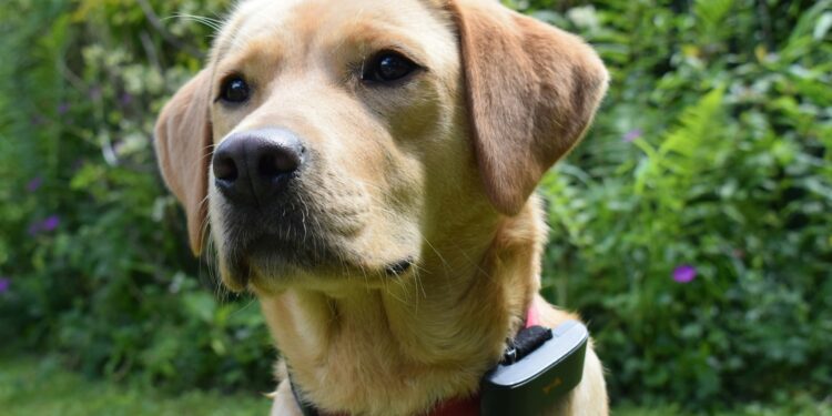 meilleur tracker gps chien