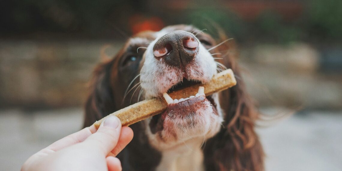 meilleur calendrier de l'avent pour chien