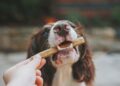 meilleur calendrier de l'avent pour chien