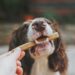meilleur calendrier de l'avent pour chien