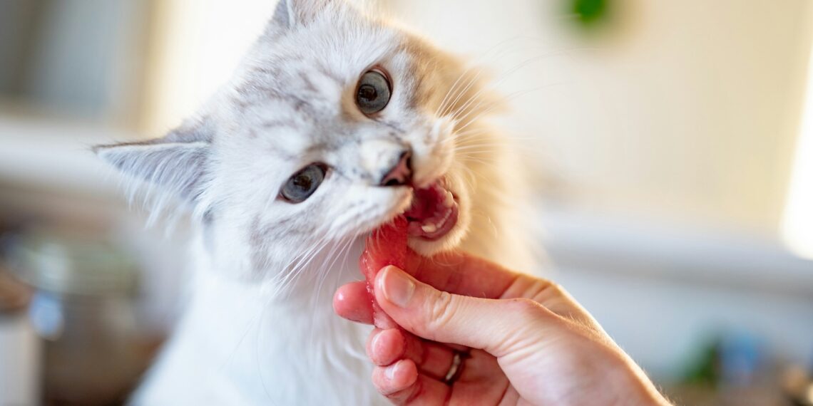 meilleur calendrier de l'avent chat