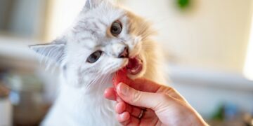 meilleur calendrier de l'avent chat
